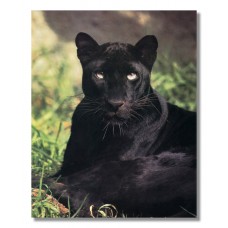 Black Panther Cat Laying in Grass Close Up Photo Wall Picture 8x10 Art Print   